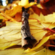 Illustration for article titled 611 Reasons Fall Is the Most Beautiful Season of All